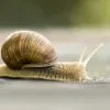 Slow snail crawling representing possibility of plugins slowing website speed