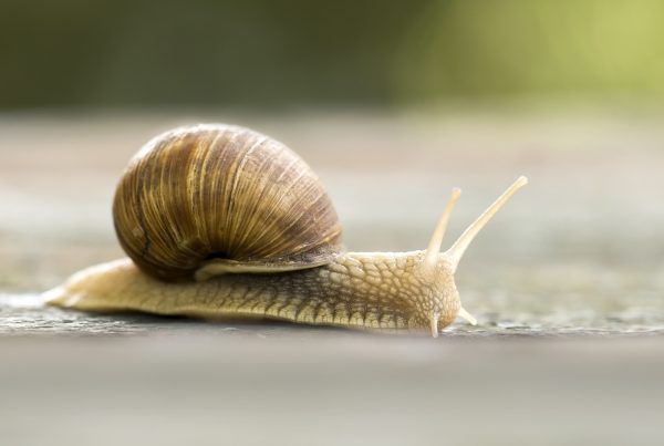 Slow snail crawling representing possibility of plugins slowing website speed